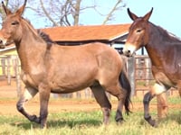 Lote 25