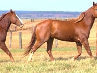 Lote 28