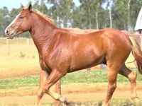 Lote 29