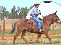 Lote 31