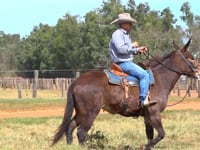 Lote 32