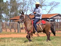 Lote 33