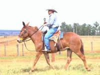 Lote 34