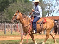 Lote 36