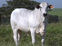 Lote 103