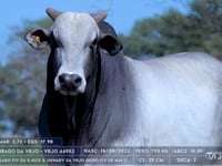 Lote 03