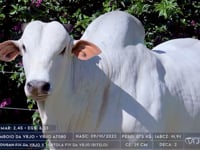 Lote 32