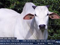 Lote 33