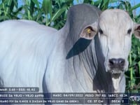 Lote 34