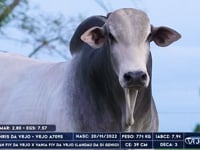 Lote 46