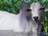 Lote 49