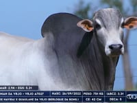 Lote 58