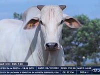 Lote 60