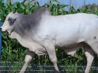 Lote 62