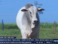Lote 68
