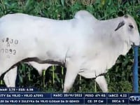 Lote 69