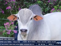 Lote 81