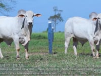 Lote 84