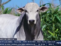 Lote 86