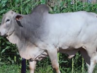 Lote 90