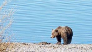 GRIZZLY BEAR LAKESHORE-STOCK