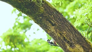 Woodpecker Parenting