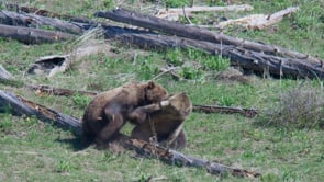 MATING GRIZZLY BEARS FIGHT & CUDDLE-STOCK
