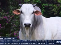 Lote 09