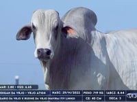 Lote 12