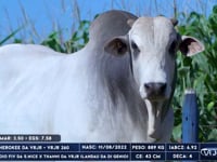 Lote 20