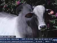 Lote 29