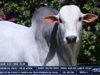 Lote 31