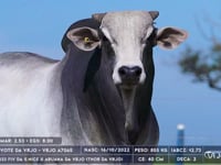 Lote 42