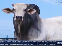 Lote 43