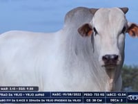 Lote 59