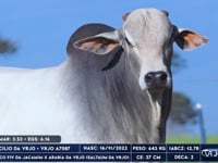 Lote 63