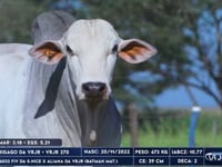 Lote 67