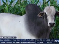 Lote 78
