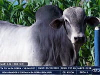 Lote 79