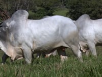 Lote 107