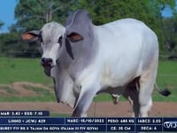 Lote 93