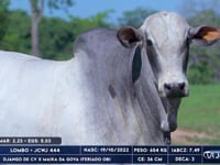 Lote 94