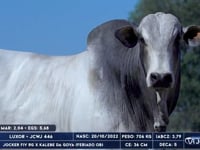 Lote 95
