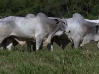 Lote 108