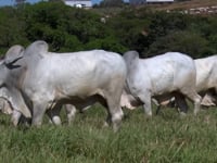 Lote 111