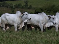 Lote 119