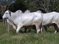 Lote 118
