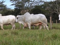 Lote 121