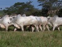 Lote 129