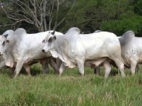 Lote 130